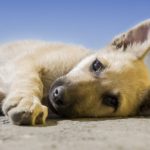 Hundebox: Test, Vergleich und Kaufratgeber
