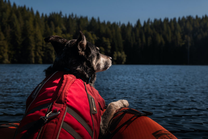 Hund sitzt mit roten Hundeschwimmweste auf einem Boot